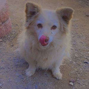 Meet your Posher, Antonia